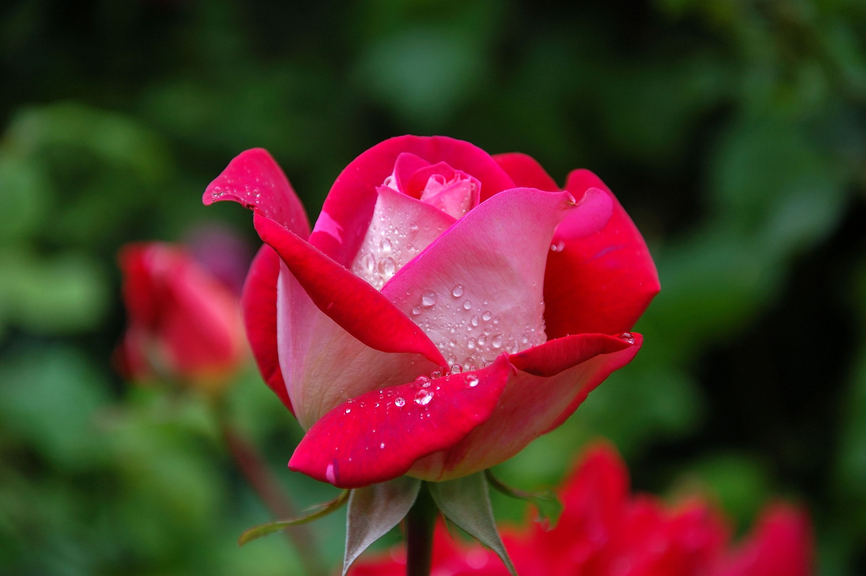 A deep red rose in soft natural light